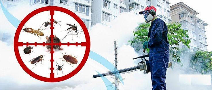 Comprehensive Guide to Pest Control Services: What They Do, How to Hire, Costs, and Finding the Right Keywords